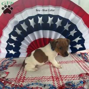 Blue, Jack Russell Terrier Puppy